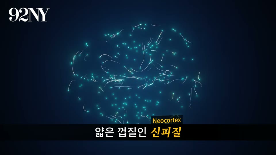 신피질(Neocortex) 시각화 애니메이션