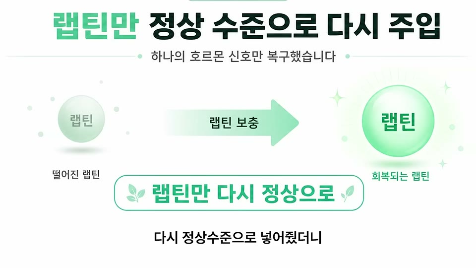 랩틴만 정상 수준으로 다시 주입했더니 회복되었다는 실험 인포그래픽