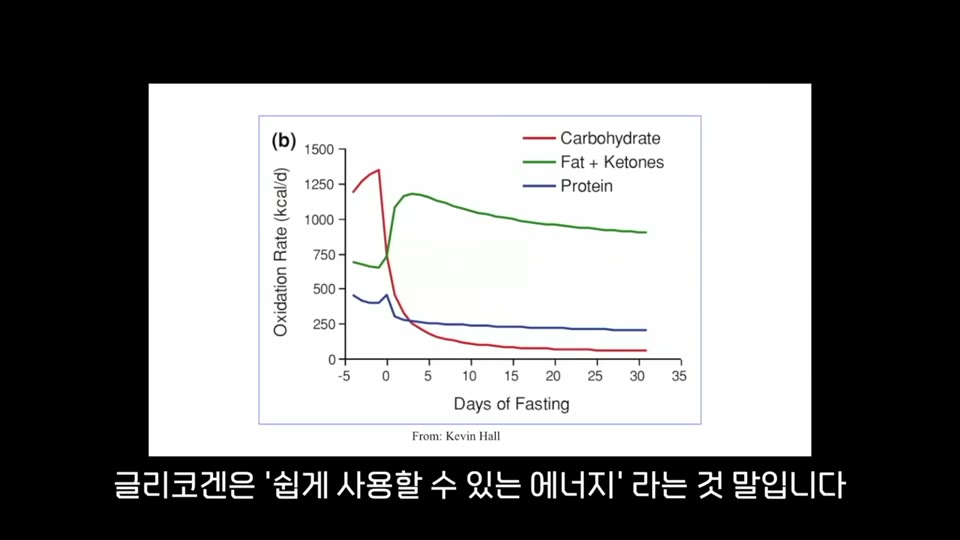 단식 중 에너지원 변화 그래프